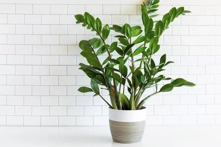 Vì sao nên để cây kim tiền ở trong nhà? - 1