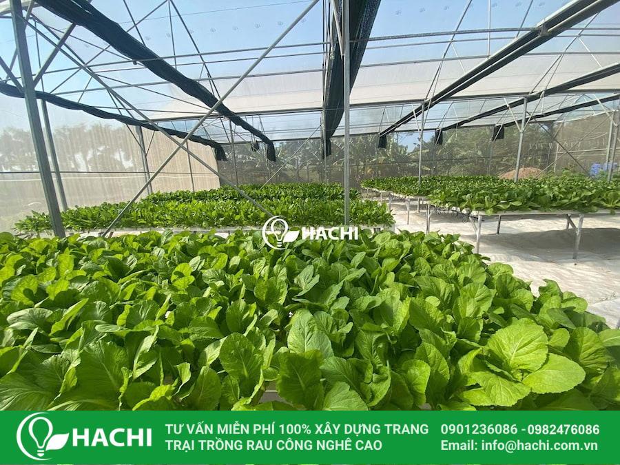 Nhà màng trồng rau Hachi được tối ưu hóa phù hợp với từng loại cây trồng