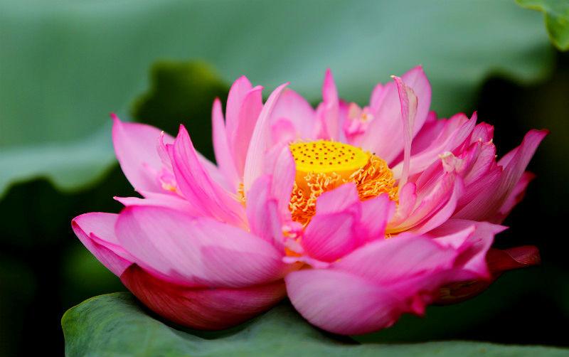 hoa sen bach diep dung uop tra 2