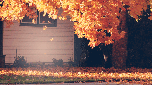 leaves-7657-1379065078.gif