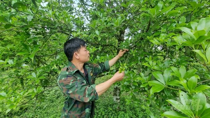 Nhờ trồng, chăm sóc đúng kỹ thuật, rừng hồi ở xóm Đoỏng Giài, xã Cao Chương, huyện Trùng Khánh phát triển rất tốt. Ảnh: Toán Nguyễn.