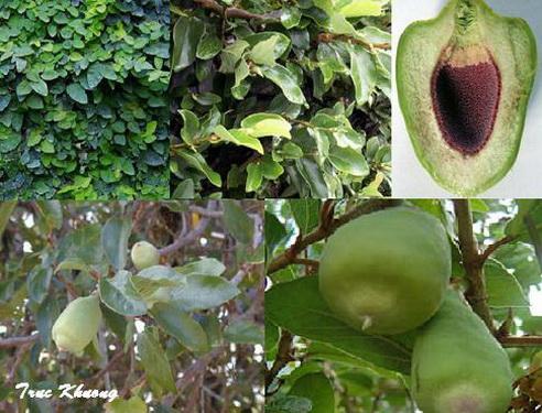 Cây vầy ốc (trâu cổ) được trồng làm cảnh và làm thuốc trị nhiều bệnh.