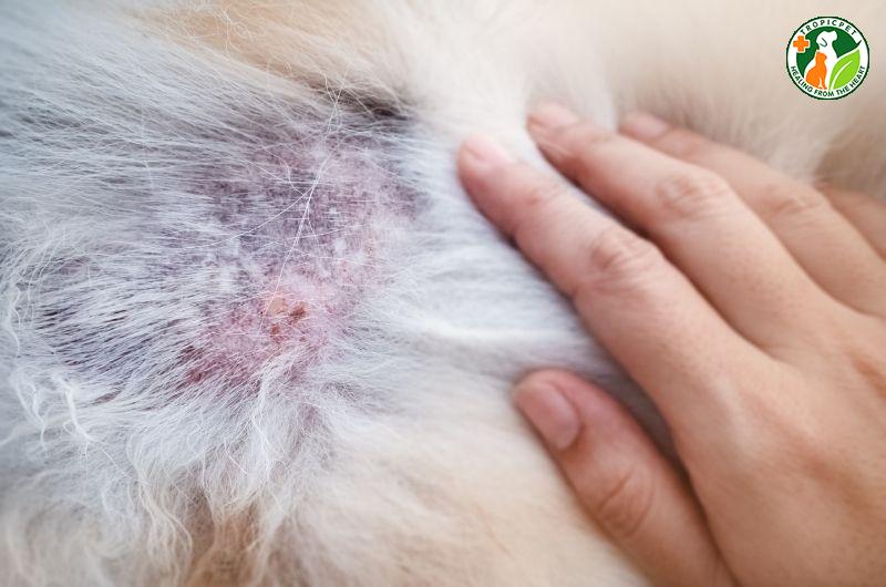 Chó bị rụng lông vì nấm da