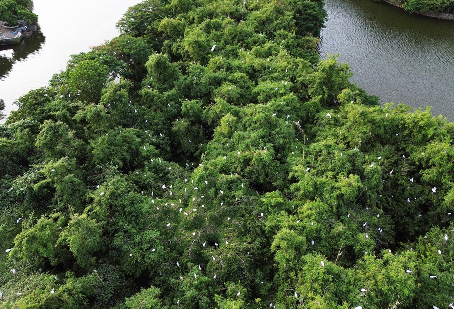 Nơi những đàn cò trở về rồi lại vút cao ở Hải Dương