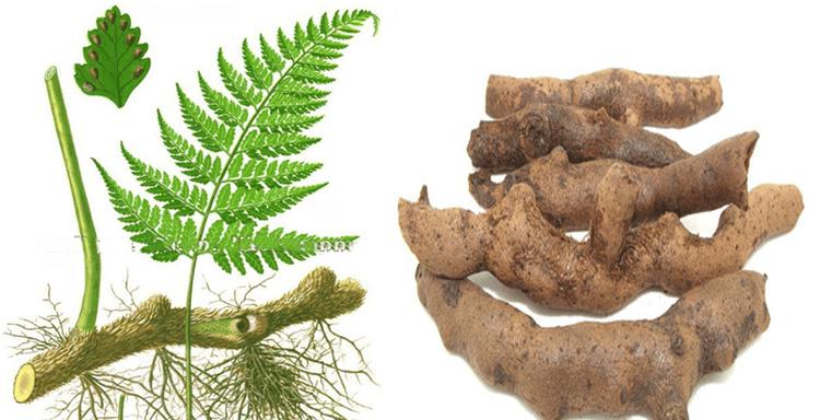 Cốt toái bổ có tác dụng ngăn ngừa loãng xương và diệt vi khuẩn đường miệng