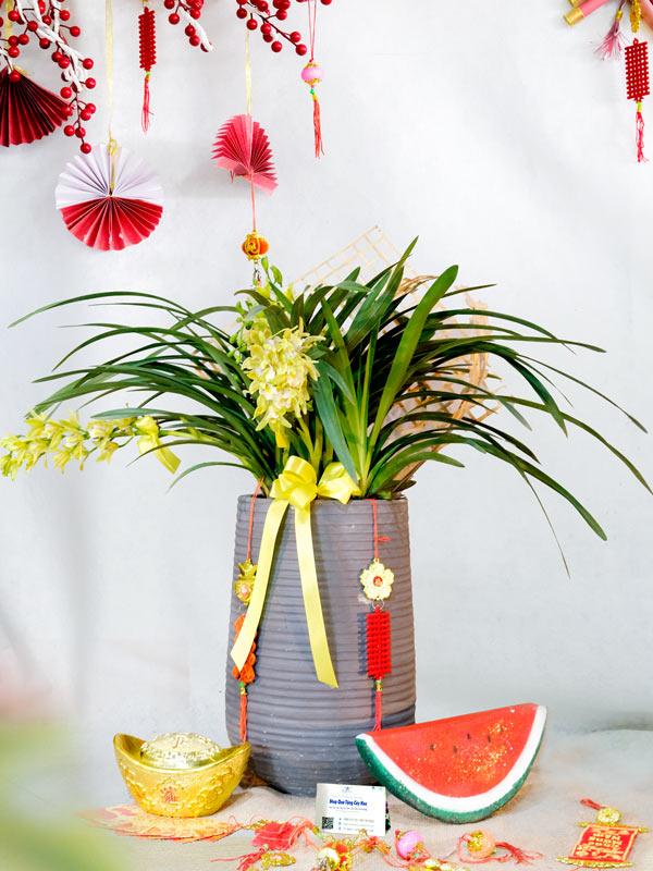 Chậu Hoa Địa Lan Vàng Chưng Tết