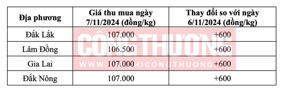Tham khảo giá cà phê hôm nay ngày 7/11/2024 tại khu vực Tây Nguyên