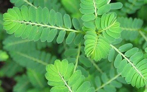 Hình ảnh cây chó đẻ răng cưa