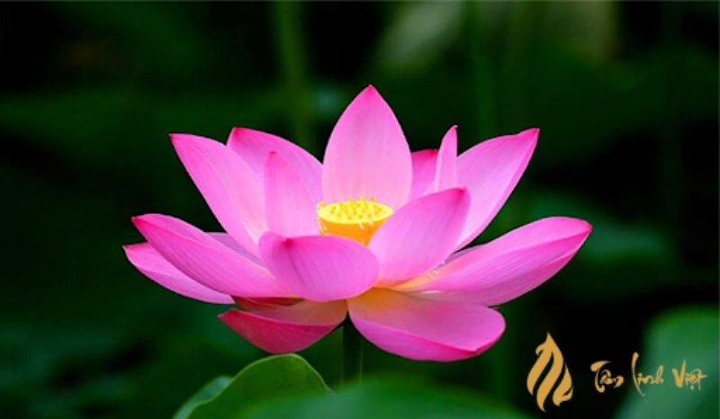 Hoa sen là một loại Thánh hoa trong Phật giáo