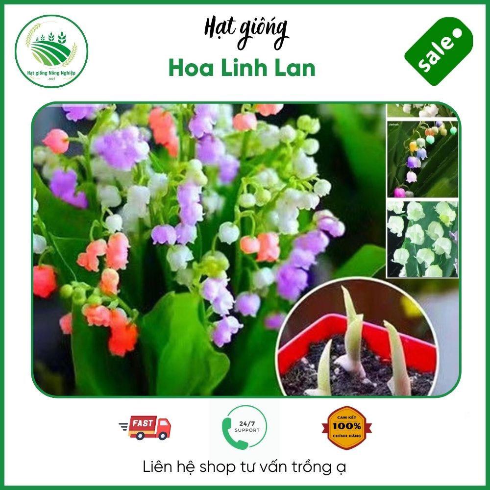 Hạt giống hoa Linh Lan