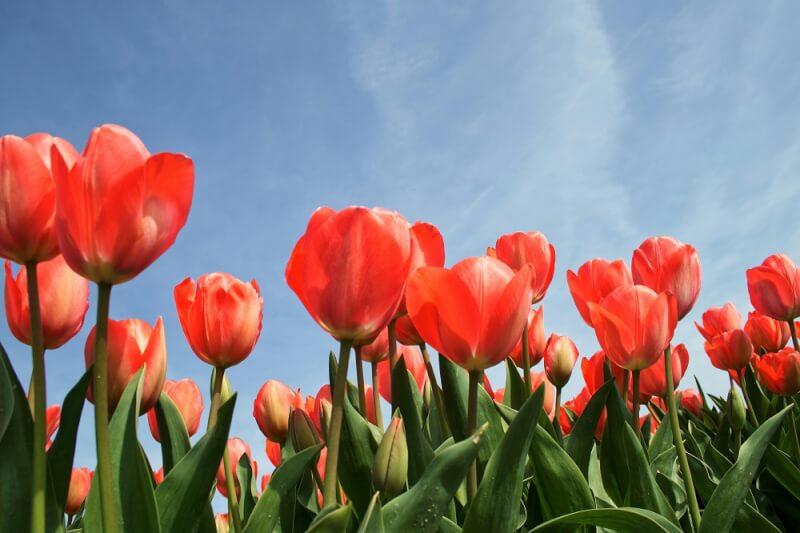 y nghia hoa tulip hong 4