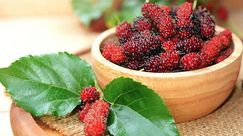 Lá dâu tằm có công dụng giảm đường trong máu