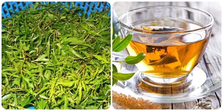 Uống nước lá đinh lăng tươi có tác dụng gì? - 1