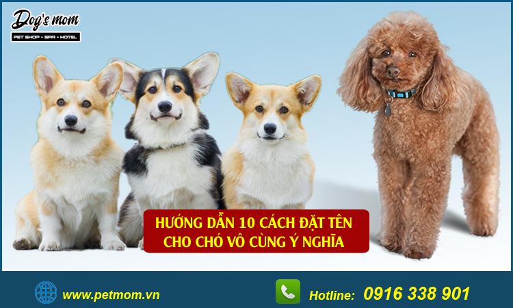 +10 Cách đặt tên cho chó hay và mang nhiều ý nghĩa bạn nên tham khảo