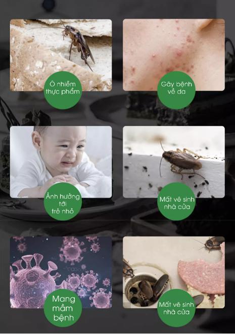 Tác hại của loài gián