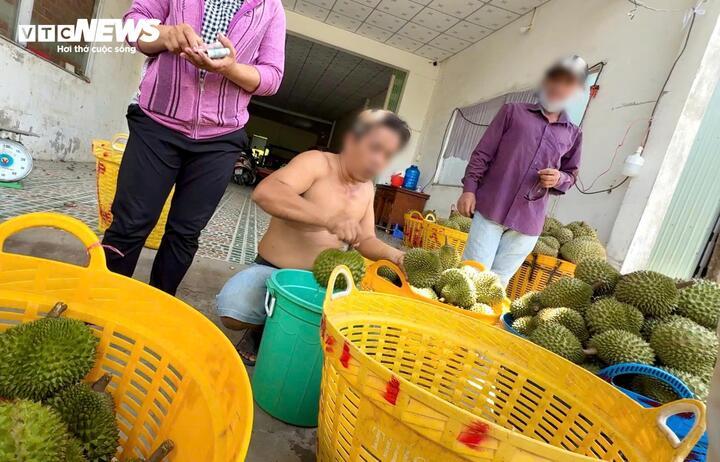 Xử lý thuốc - kỹ thuật thông thường dành cho sầu riêng sau thu hoạch.