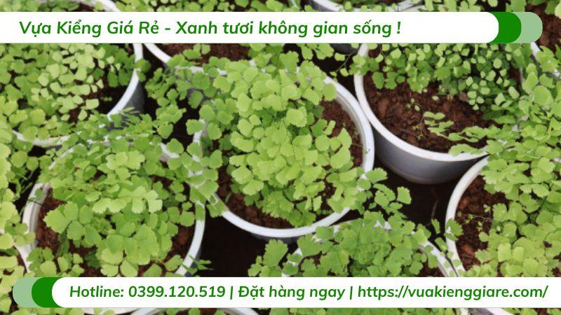 chăm sóc cây tóc thần vệ nữ