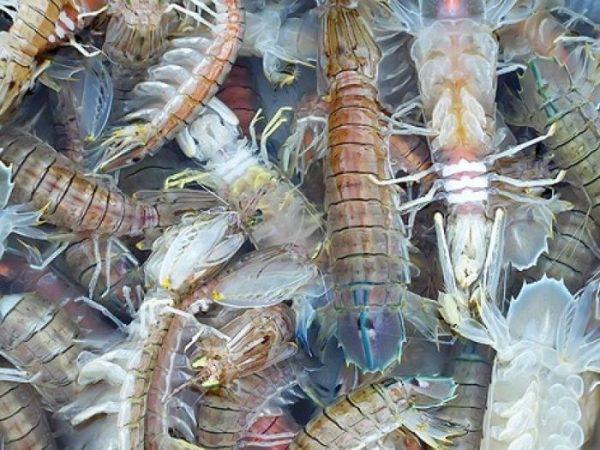 Cách nuôi tôm tích nước ngọt bằng bể lót bạt HDP