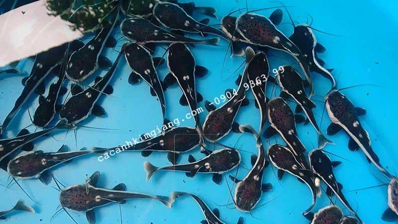 Cá hồng vĩ mỏ vịt có dáng bơi nhẹ nhàng, khoan thai, đĩnh đạc