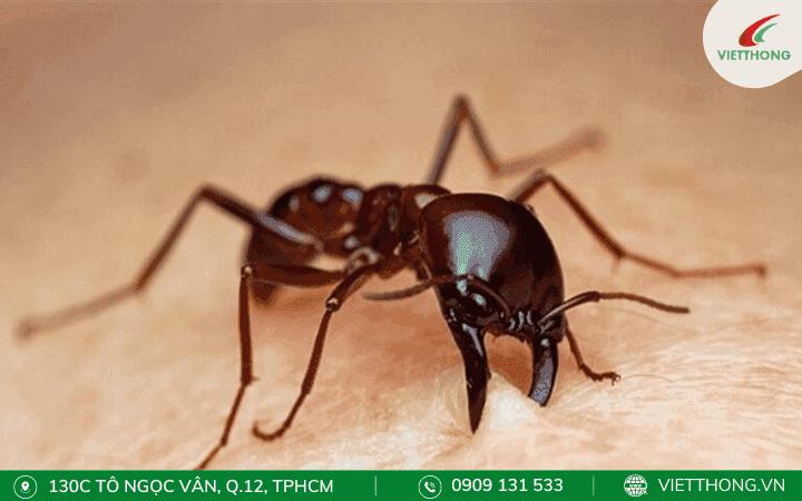Hướng dẫn xử lý khi bị kiến đốt 