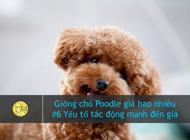 Chú chó cute, dễ thương