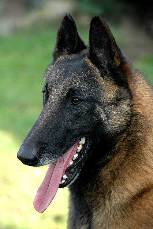 Chó chăn cừu Malinois