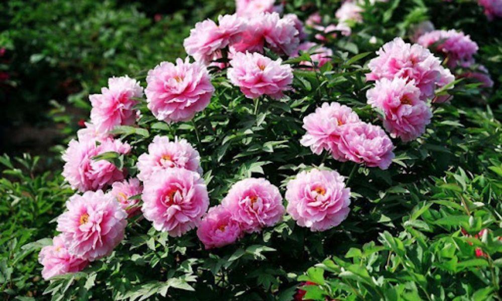 Tìm hiểu về hoa mẫu đơn (Chinese Peony)