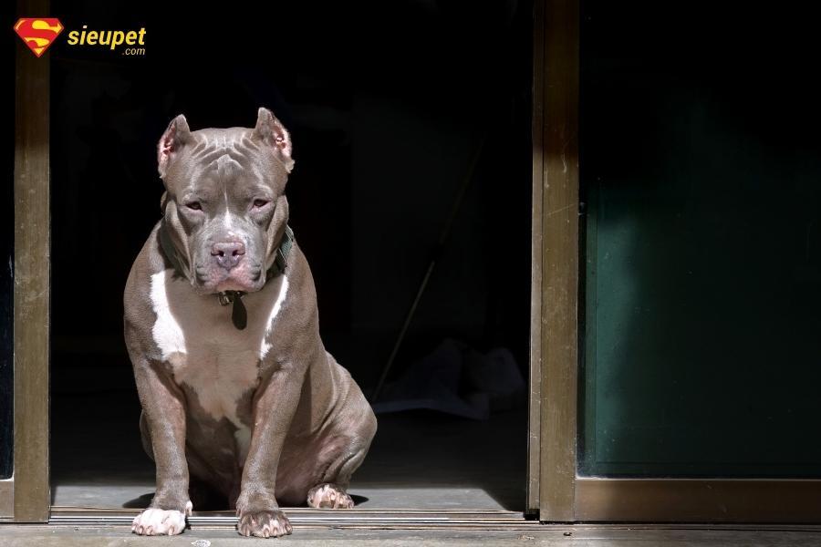 giống chó pitbull cơ bắp