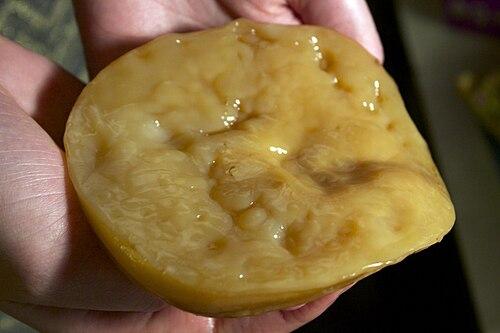 SCOBY
