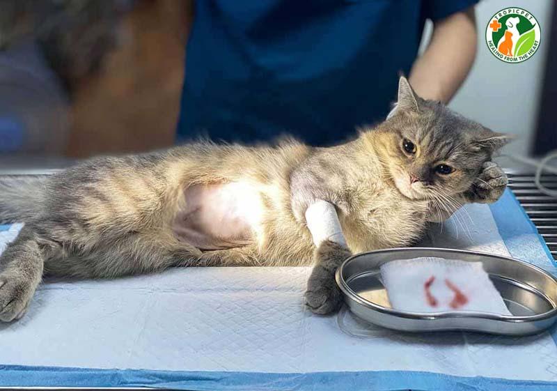 Triệt sản mèo cái giá bao nhiêu
