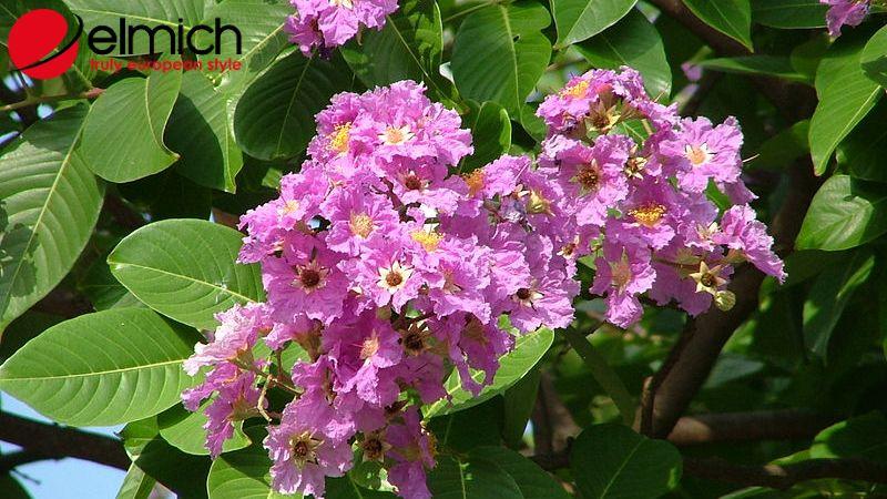Hình 1: Nguồn gốc chính xác của hoa bằng lăng