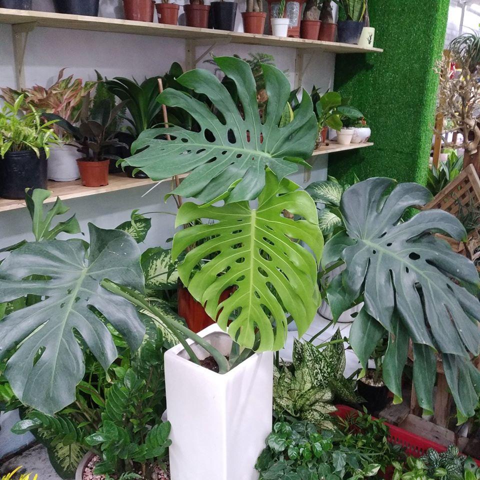 Monstera-Deliciosa